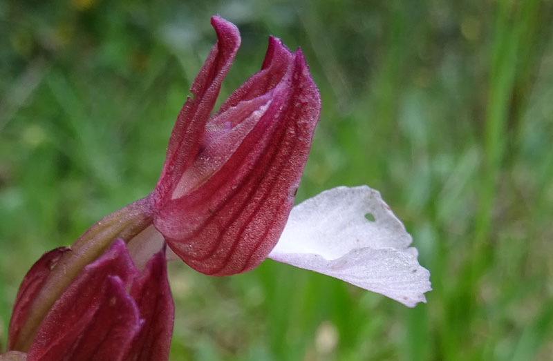 Anacamptis papilionacea